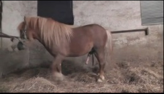 La mujer en botas de organizar el zoológico de sexo con un caballo enano